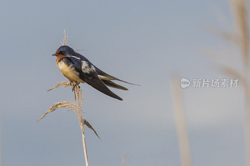 谷仓燕子(Hirundo rustica)坐在芦苇上的特写，柔和的背景